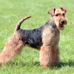 威尔士㹴-缩略图-4