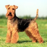 威尔士㹴-缩略图-6