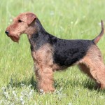 威尔士㹴-缩略图-8