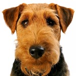 威尔士㹴-缩略图-10