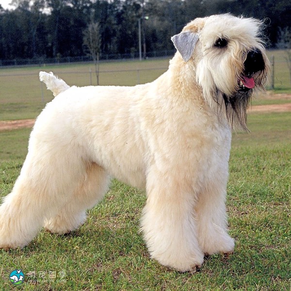 爱尔兰麦色软毛㹴-1