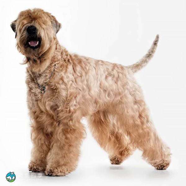 爱尔兰麦色软毛㹴-2