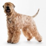 爱尔兰麦色软毛㹴-缩略图-2