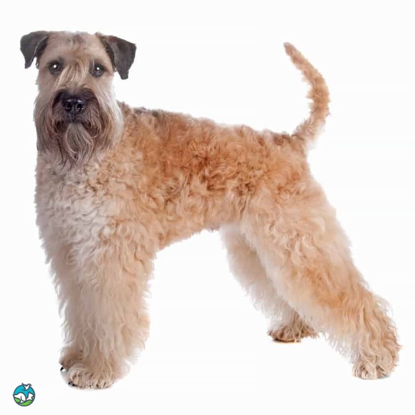 爱尔兰麦色软毛㹴-4