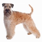 爱尔兰麦色软毛㹴-缩略图-4