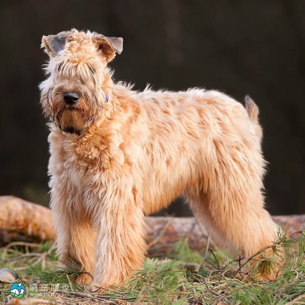 爱尔兰麦色软毛㹴-5