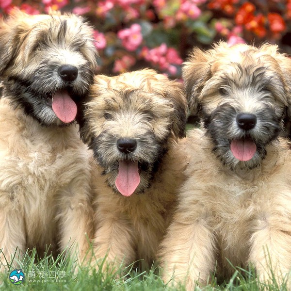 爱尔兰麦色软毛㹴-6