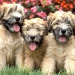 爱尔兰麦色软毛㹴-缩略图-6