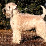 爱尔兰麦色软毛㹴-缩略图-7