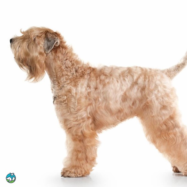 爱尔兰麦色软毛㹴-8