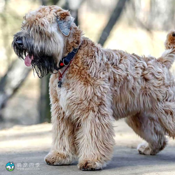 爱尔兰麦色软毛㹴-9