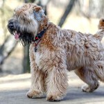 爱尔兰麦色软毛㹴-缩略图-9