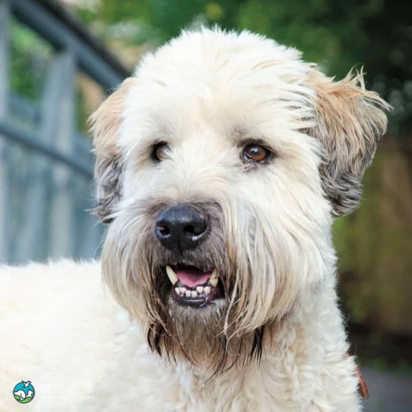 爱尔兰麦色软毛㹴-10