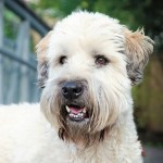 爱尔兰麦色软毛㹴-缩略图-10