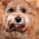 诺福㹴-缩略图-5