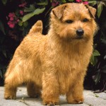 诺福㹴-缩略图-6