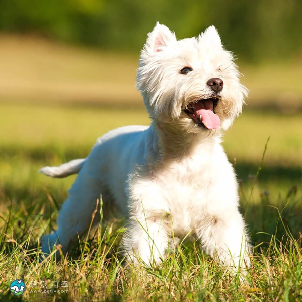 西部高地白㹴-1