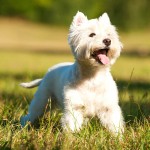 西部高地白㹴-缩略图-1