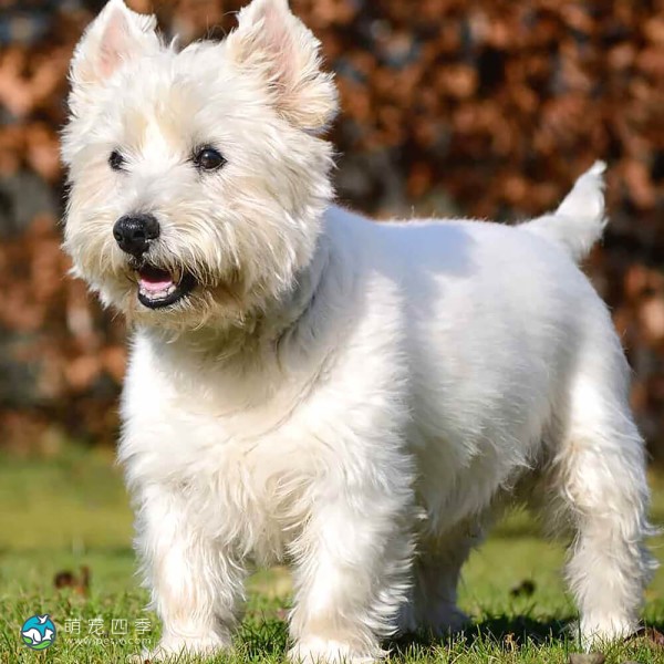 西部高地白㹴-2