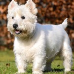 西部高地白㹴-缩略图-2