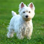 西部高地白㹴-缩略图-3