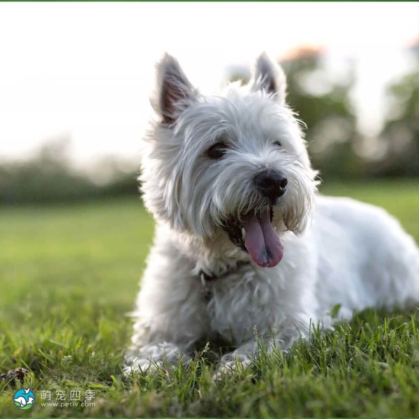 西部高地白㹴-4