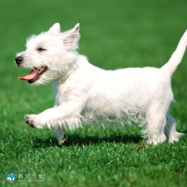 西部高地白㹴-5