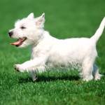 西部高地白㹴-缩略图-5