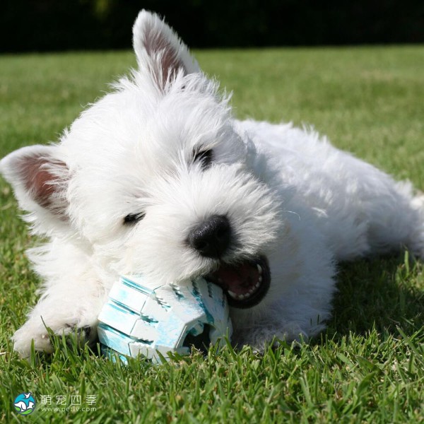 西部高地白㹴-6