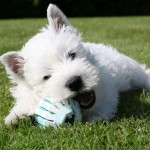 西部高地白㹴-缩略图-6