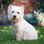 西部高地白㹴-缩略图-7