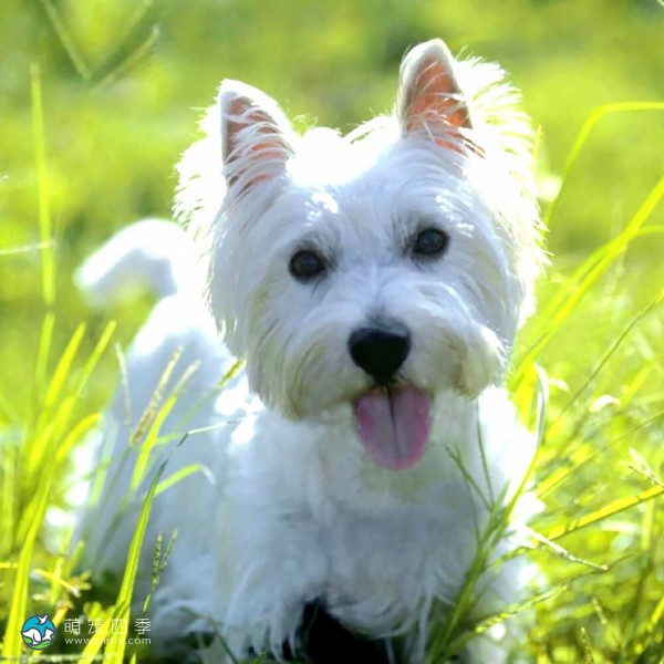 西部高地白㹴-8