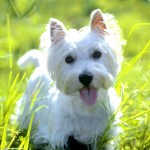 西部高地白㹴-缩略图-8