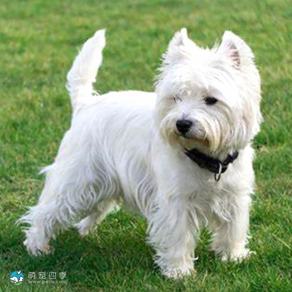 西部高地白㹴-9