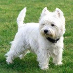 西部高地白㹴-缩略图-9