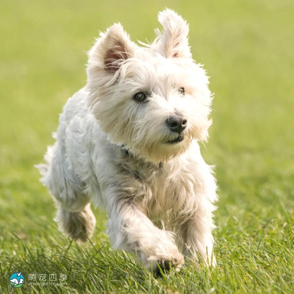 西部高地白㹴-10