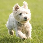 西部高地白㹴-缩略图-10