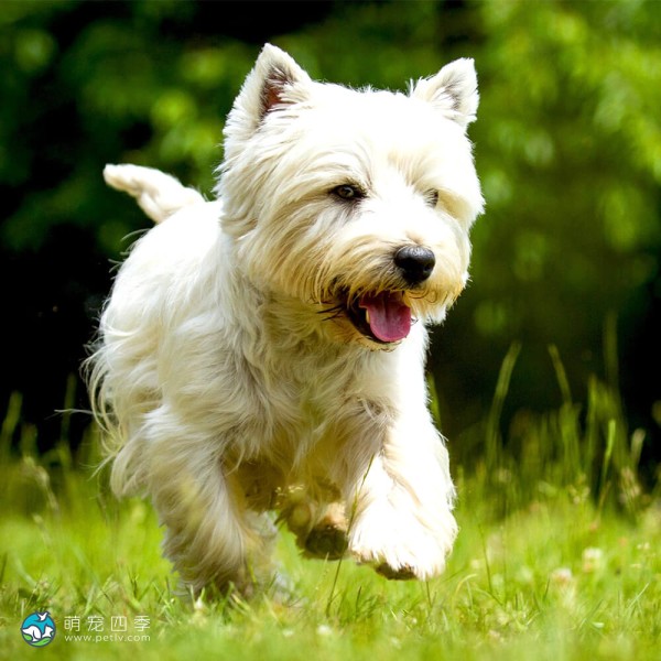 西部高地白㹴-11