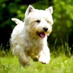 西部高地白㹴-缩略图-11