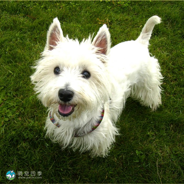 西部高地白㹴-12