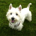 西部高地白㹴-缩略图-12