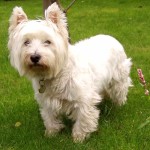 西部高地白㹴-缩略图-13