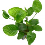 芭特榕-缩略图-2