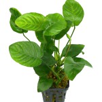 芭特榕-缩略图-3