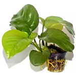 芭特榕-缩略图-5