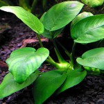 芭特榕-缩略图-6