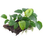 芭特榕-缩略图-7