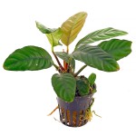 芭特榕-缩略图-9