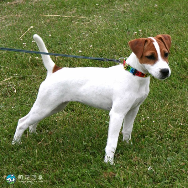 帕森杰克拉希尔㹴-1