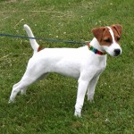 帕森杰克拉希尔㹴-缩略图-1